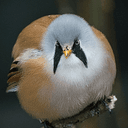 TIT