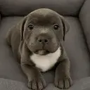 bully