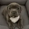 bully