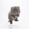 smol