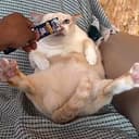 Coochcat