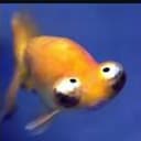 Lilfish
