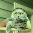 FolkCat