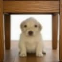 UNDERDOG