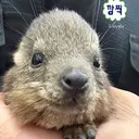 감자