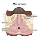 ANAL