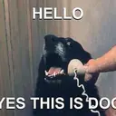 CALLDOG