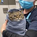 Purrito