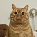 potato