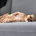 Doggy