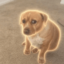 CASHEW