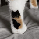 CATTO
