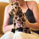 giraffedog
