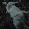 小满