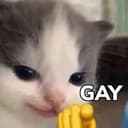 GayCat