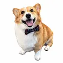 RUFUS