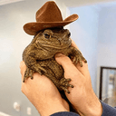 PTOAD