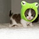 TOADCAT