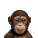 ape