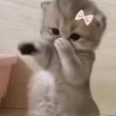 beatboxcat