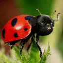 LADYPUG