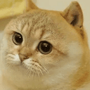 OGCATECOIN