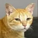 Mishi