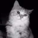catsad