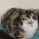 CHONKY