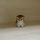 smolcat