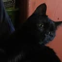 Sinbad