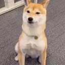 KITSU