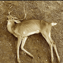 CWD