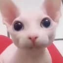 BINGUS