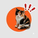 bonkcat
