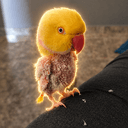 Kadu