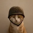 قطة