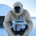 LocoBlanco