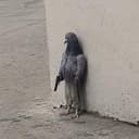 PIGEON