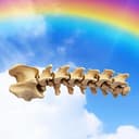 Spine