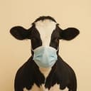 cowvid