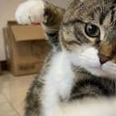CAT⁠