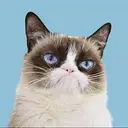 GRUMPYCAT