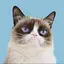 GRUMPYCAT