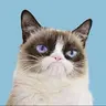 GRUMPYCAT
