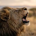 LionKING