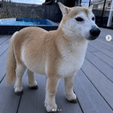 donkinu