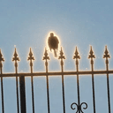 Crow