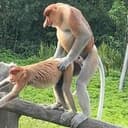apesex