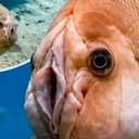 puhfish
